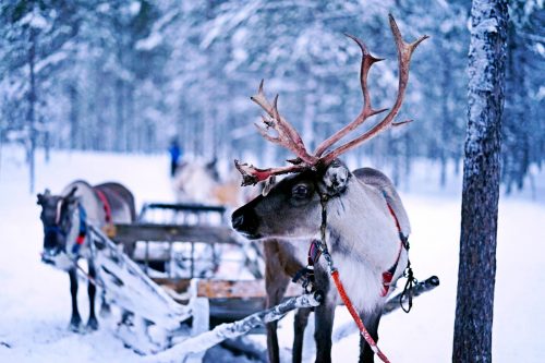 Саамская деревня Мурманск